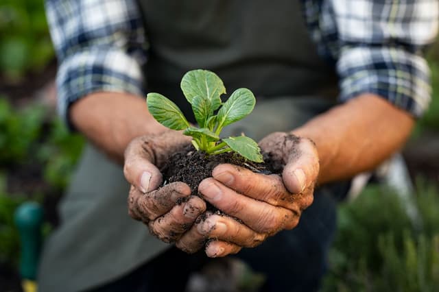 How to Care For and Maintain Soil image